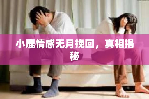 小鹿情感无月挽回，真相揭秘